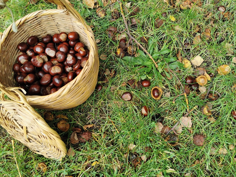 Waschmittel aus Kastanien herstellen